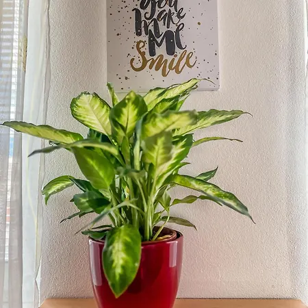 Oasis Apartmán
